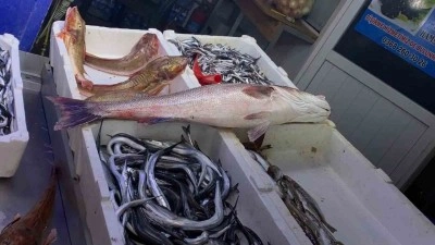 Oltayla yakalanan deniz levreği 9 bin liraya satıldı