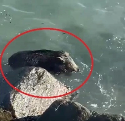 Ordu&rsquo;da denizde yaban domuzu g&ouml;r&uuml;nt&uuml;lendi