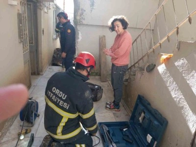 Ordu’da evcil kedi, sokak köpeklerinden kaçarken sıkıştığı yerden kurtarıldı