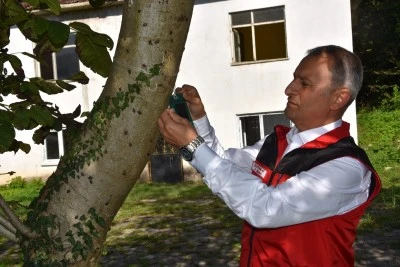 Ordu’da Kahverengi Kokarca Zararlısı ile Mücadelede