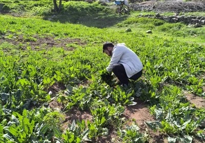 Organik şifalı bitkiler bu bahçede yetişiyor