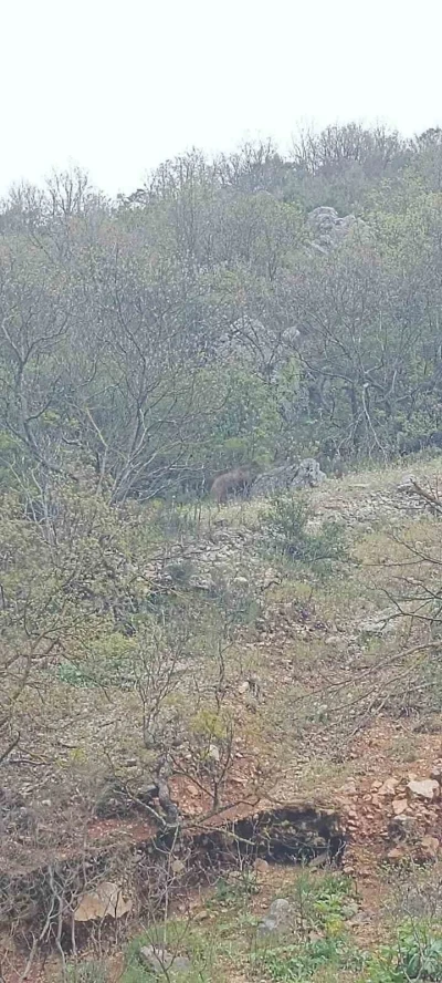 Orhaneli yolunda ayı paniği kamerada
