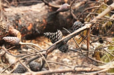 Alevlerin arasında kalan kadın işte böyle kurtarılmış