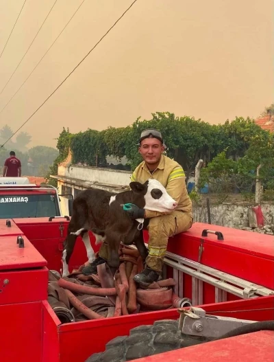 Orman yangınından kurtarılan buzağının i&ccedil; ısıtan fotoğrafı