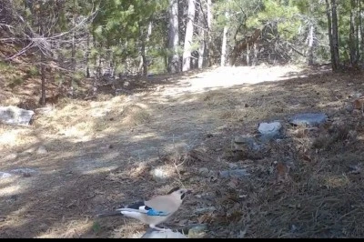 Ormanın sessiz bekçisi fotokapana takıldı!