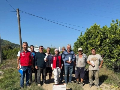 Ortaca&rsquo;da narenciye bah&ccedil;elerinde zararlılara karşı m&uuml;cadele s&uuml;r&uuml;yor