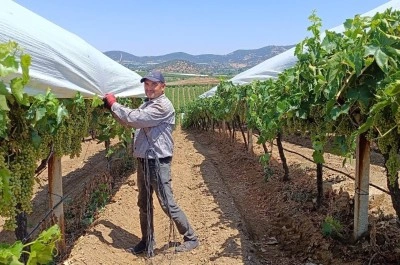 Kavurucu sıcaklarda zorlu üzüm mesaisi