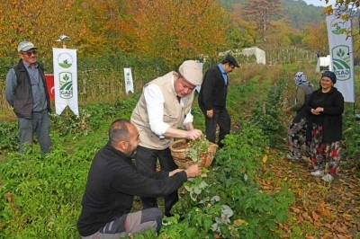 Osmangazi&rsquo;de &Uuml;z&uuml;ms&uuml; Meyvelerde Organik Tarım Seferberliği