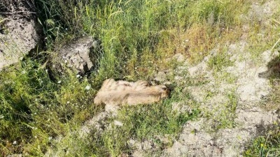 Otomobilin çarptığı çizgili sırtlan telef oldu