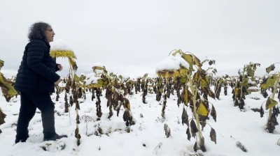 Profes&ouml;rden karlı bir ay&ccedil;i&ccedil;eği tarlasında şaşırtan performans