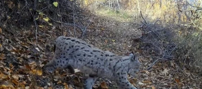 Ormanın Hayaleti vaşak g&uuml;venlik kamerasına yansıdı