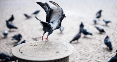 Rusya'dan g&uuml;vercinlerin u&ccedil;uşuna y&ouml;n veren "biyodron" projesi