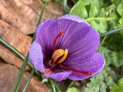 Safranbolu’da Safran Bereketi: Soğuk ve Yağışlı Hava Hasat Süresini Uzattı