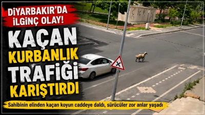 Sahibinin elinden ka&ccedil;an koyun trafiğe daldı