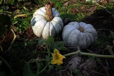 Sakarya'nın Coğrafi İşaretli Bal Kabağı Hasadı Başladı
