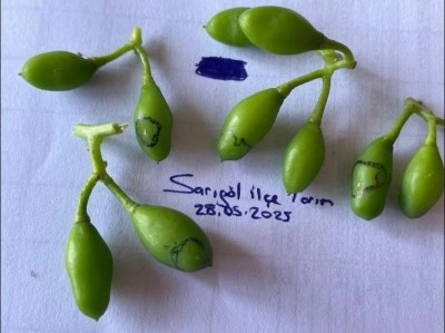 Salkım güvesine karşı ilaçlama uyarısı