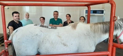Şampiyon At Dicle &Uuml;niversitesi'nde Tedaviye Alındı