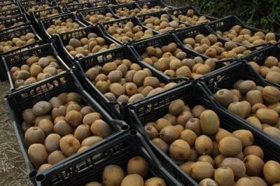 Samsun&rsquo;da &lsquo;2025 Yılı Kivi Hasat Etkinliği&rsquo;