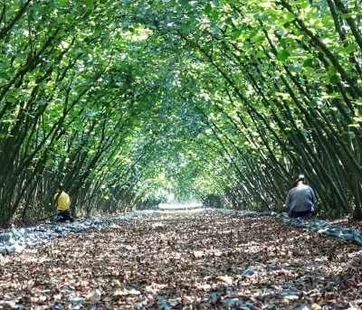 Samsun&rsquo;da 63 yatırımcıya fındık hasat filesi hibesi
