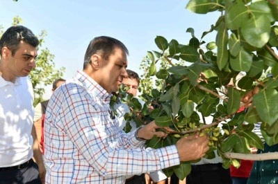 O ilimizde boz fıstık hasadı başladı