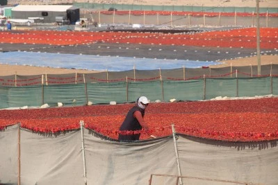 Şanlıurfa’da İsot Mesaisi Başladı: Kadınların Emeğiyle Sofralara Ulaşıyor