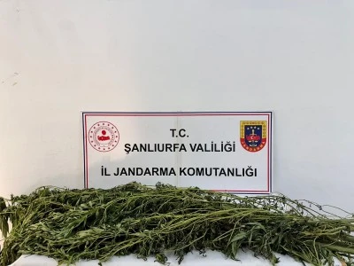 Şanlıurfa'da Jandarmadan Uyuşturucuya Darbe 42 Gözaltı