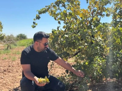 Şanlıurfa’da Üzüm Hasadı Başladı