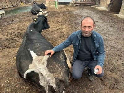 Şap'ın etkisi sürüyor