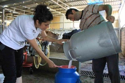 Şapın vurduğu üreticiler süt fiyatında güncelleme istiyor