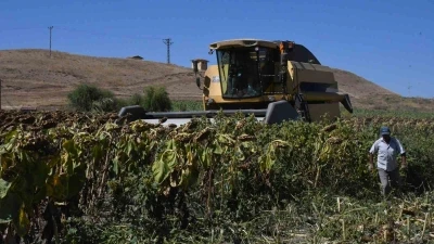 Sarı devler ay&ccedil;i&ccedil;eği tarlalarında: G&uuml;nler s&uuml;ren hasat saatlere indi