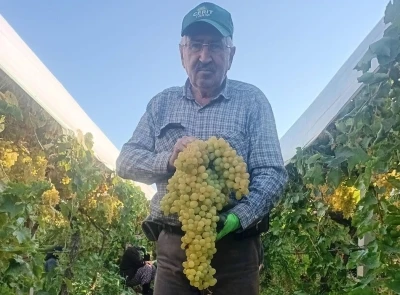 Sarıg&ouml;l&rsquo;de 5,5 kiloluk dev &uuml;z&uuml;m salkımı