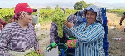 5,5 kiloluk üzüm salkımı görenleri şaşırttı