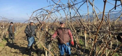 Sarıg&ouml;l&rsquo;de bağ budama iş&ccedil;i &uuml;cretleri belli oldu