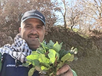 Baharın habercisi ekşi kulak tezgahlarda yerini aldı
