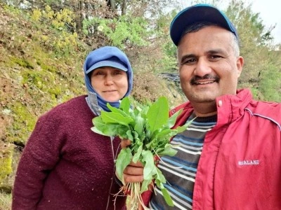 Sarıgöl’de kuzugöbeği ve acı ot mesaisi