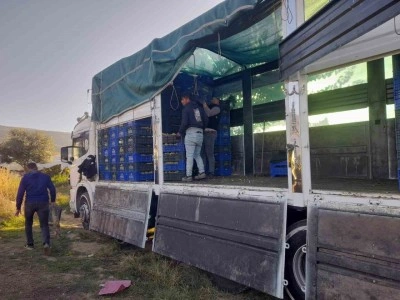Sarıg&ouml;l&rsquo;de &ouml;rt&uuml;altı &uuml;z&uuml;m hasadı devam ediyor