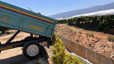 Şaraplık üzüm alımlarına başlandı