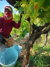 Üzüm hasadı aralıksız devam ediyor