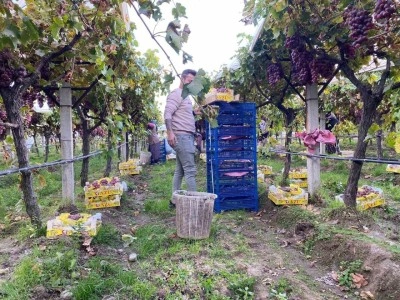 Sarıgöl’de üzüm hasadı devam ediyor