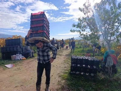 Sarıgöl’de üzüm kesimi aralık ayında da sürüyor