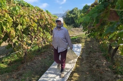 Sarıg&ouml;l&rsquo;deki bağlarda &ouml;rt&uuml; toplama mesaisi başladı