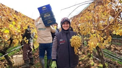 Sarıg&ouml;l'den Yeni Yıl Sofralarına Lezzet: Yılbaşı &Uuml;z&uuml;mleri Hasadı Başladı