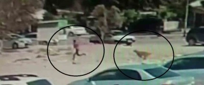 Sokak köpekleri çocuğa korku dolu anlar yaşattı