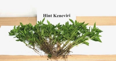 Sebze yetiştirir gibi kenevir yetiştirdi