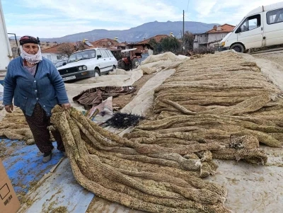 T&uuml;t&uuml;nde hasat bitti kolileme mesaisi başladı