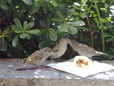 Serçe Anne, Duvar Altında Yavrularını Ekmek Kırıntılarıyla Besliyor