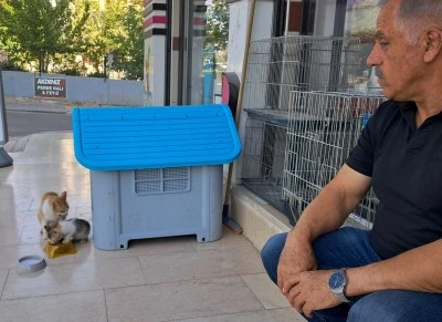 Sıcak havada yavrusuyla pet shopa sığındı