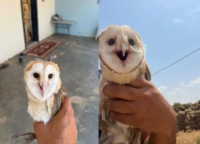 Sıcaklardan Kaçtı Eve Sığındı