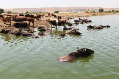 Sıcaktan Bulanan Mandalar Serinlemek İ&ccedil;in &Ccedil;aya Girdi