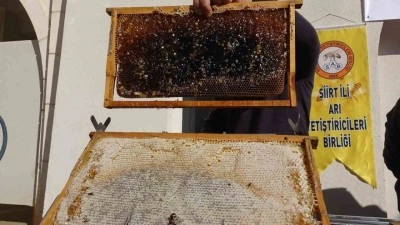 Siirt&rsquo;te arıcılara 268 milyon 765 bin liralık destek